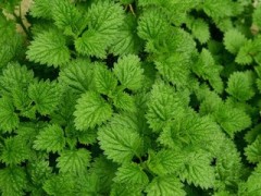 薄荷提取物 厂家直销 代加工植物提取物