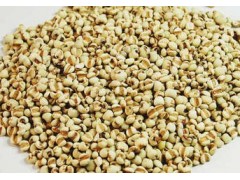 薏苡仁提取物 工厂生产 代加工植物提取物