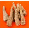 白芷提取物 工厂生产 代加工植物提取物