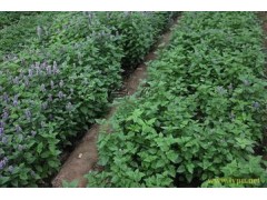 藿香提取物  工厂生产 代加工植物提取物