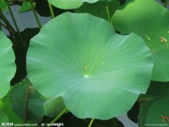 荷叶提取物 工厂生产 代加工植物提取物