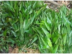 淡竹叶提取物 药食同源 工厂生产 代加工