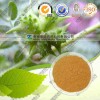 刺蒺藜提取物 代加工植物提取物 南京泽朗