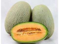 代加工哈密瓜浓缩粉  南京泽朗