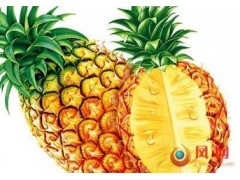 菠萝浓缩粉 工厂生产 代加工植物提取物