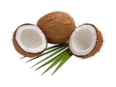 椰子浓缩粉 工厂生产 代加工植物提取物