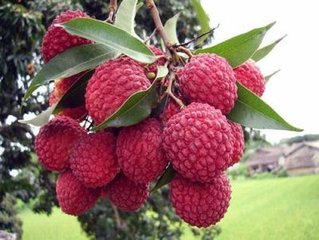 荔枝浓缩粉 代加工植物提取物