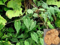 供应何首乌提取物 二苯乙烯苷 厂家直销