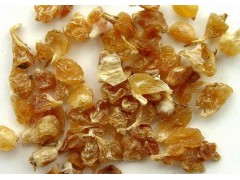 供应薤白提取物 10:1 QS厂家大量现货直销