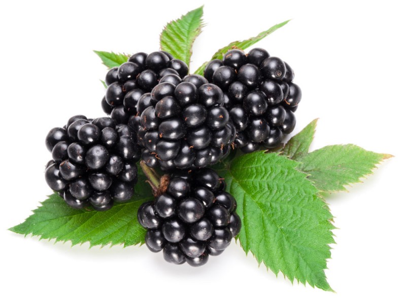 供应黑莓提取物 黑莓果粉 黑莓固体饮料代加工 QS厂家