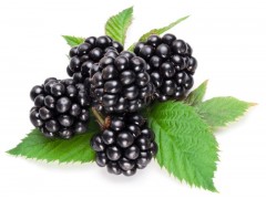供应黑莓提取物 黑莓果粉 黑莓固体饮料代加工 QS厂家