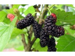 桑葚浓缩粉 工厂生产 代加工植物提取物