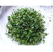 泽朗集团为您供应优质的植物提取物 西兰花浓缩粉