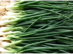 大量提供植物提取物  大葱浓缩粉  价廉物美