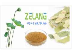 供应荷叶提取物 荷叶浓缩粉 QS厂家 现货销售