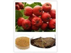 供应山楂提取物 山楂黄酮25% 十年植提厂家专业生产