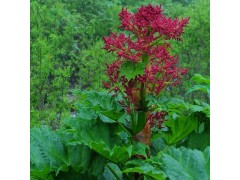 供应大黄素10-98% 大黄系列提取物 厂家直销