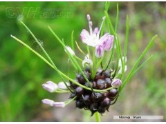 薤白提取物（有现货）工厂生产 代加工植物提取物
