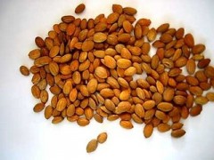 桃仁提取物（有现货）工厂生产 代加工植物提取物