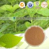 桑叶提取物 工厂生产哪家好 南京泽朗