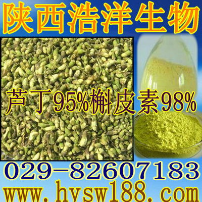 槐米提取物