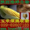 玉米须提取物
