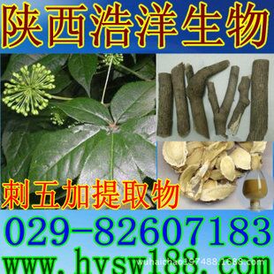 刺五加提取物