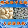大蒜提取物