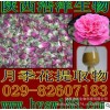 月季花提取物