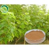 供应绿原酸 1-98% 各种规格齐全 厂家直销