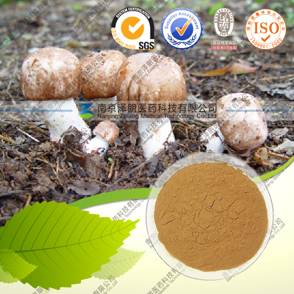 供应姬松茸提取物 姬松茸多糖 30-50% 厂家直销
