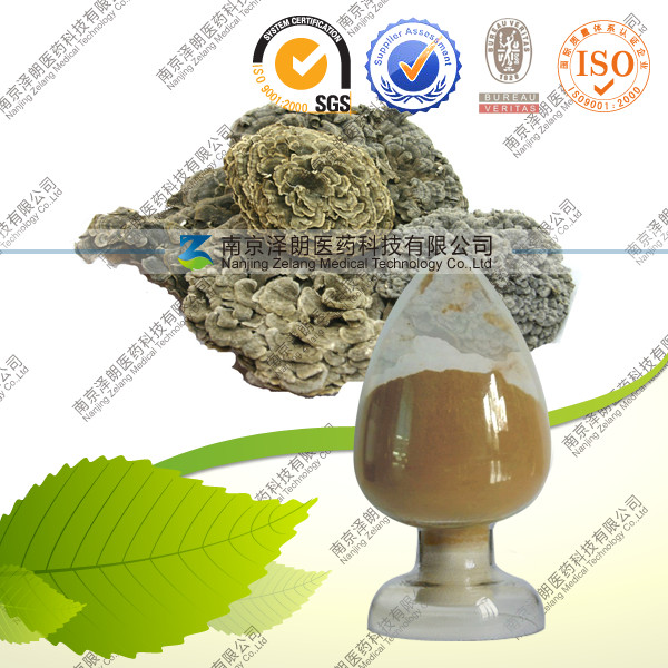 供应云芝提取物 云芝多糖 10-50% 厂家直销