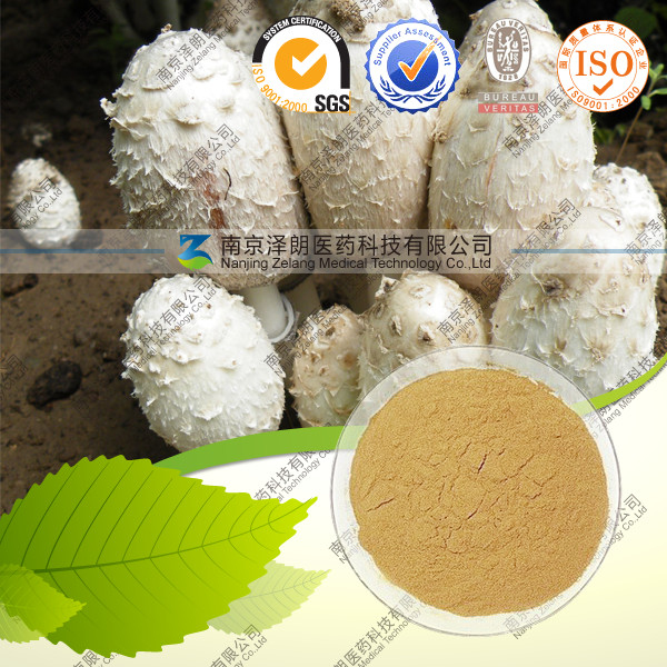 供应鸡腿菇多糖 10-30% 厂家低价直销