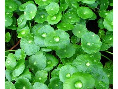 供应羟基积雪草酸 10-95% 规格齐全 厂家直销