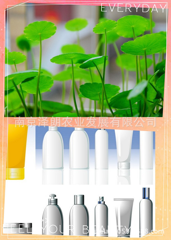供应积雪草酸 化妆品原料 厂家直销