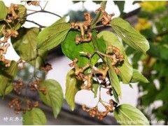 枳椇子提取物（有现货）OEM加工 价格优惠