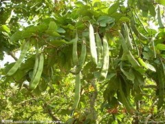 刀豆提取物  OEM加工 质量保证 价格优惠