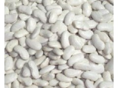 白扁豆提取物 qs工厂生产 OEM加工 价格优惠