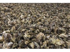 牡蛎提取物 OEM加工 价格优惠 质量保证 厂家直销