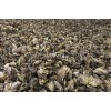 牡蛎提取物 OEM加工 价格优惠 质量保证 厂家直销
