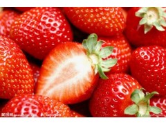 草莓浓缩粉 OEM加工 价格优惠 质量保证 厂家直销