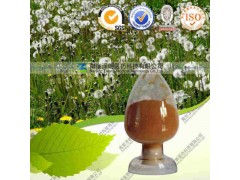 蒲公英提取物 OEM加工 价格优惠 厂家直销