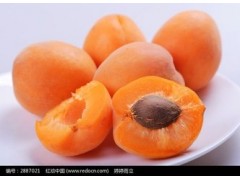 杏浓缩粉 OEM加工 价格优惠 厂家直销