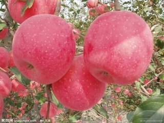苹果浓缩粉 OEM加工 价格优惠 质量保证 厂家直销
