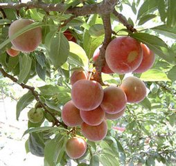 水蜜桃浓缩粉 OEM加工 价格优惠 厂家直销