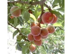 水蜜桃浓缩粉 OEM加工 价格优惠 厂家直销