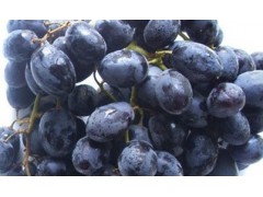 黑加仑浓缩粉 OEM加工 价格优惠 厂家直销