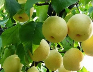 梨浓缩粉 OEM加工 工厂生产 厂家直销（现货）