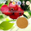 山楂浓缩粉 OEM加工 价格优惠 质量保证 厂家直销