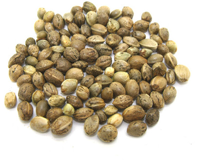供应火麻仁提取物 10:1 QS厂家库存现货